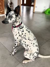 Manchas