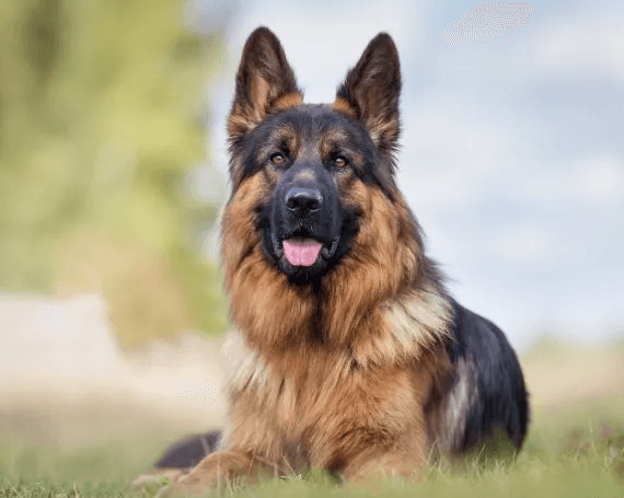 Zeus